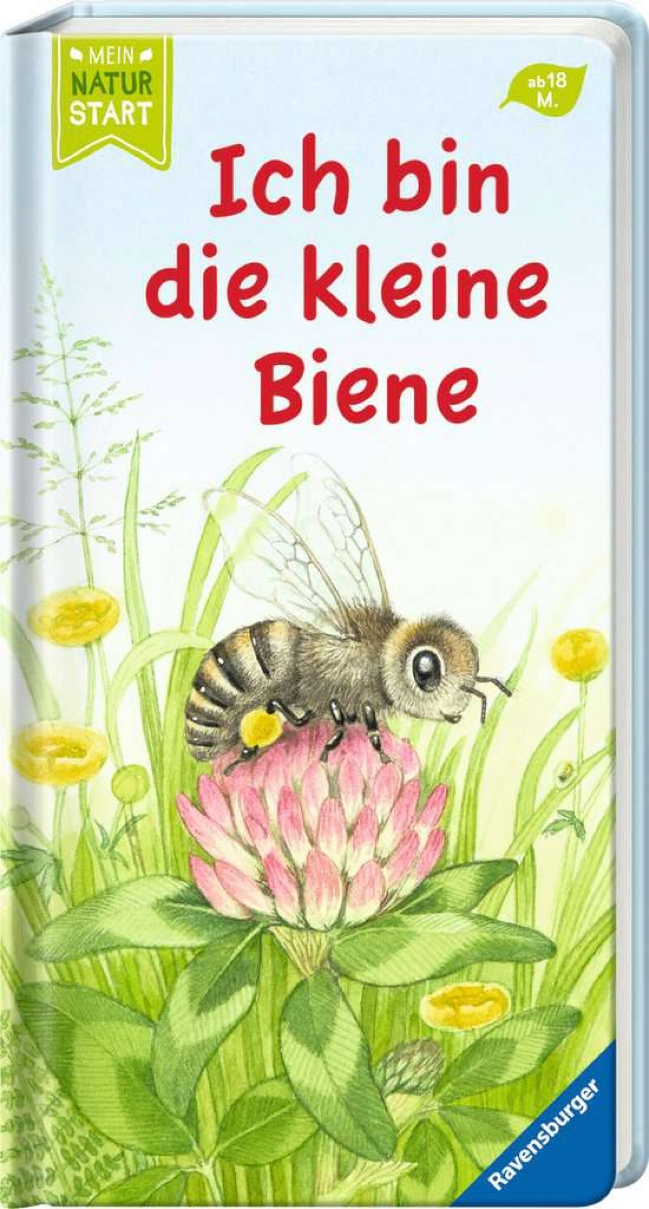 Sandra Grimm ~ Ich bin die kleine Biene - Bild 6